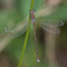 Lestes barbarus